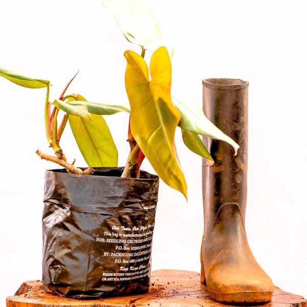 Philodendron erubescens large - Image 2
