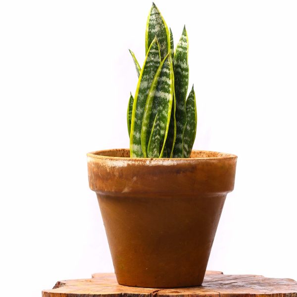 Potted - Sanseveria Trifasciata
