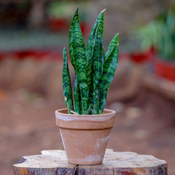 Potted - Sanseveria Trifasciata - Image 2