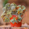 Begonia Bowerae