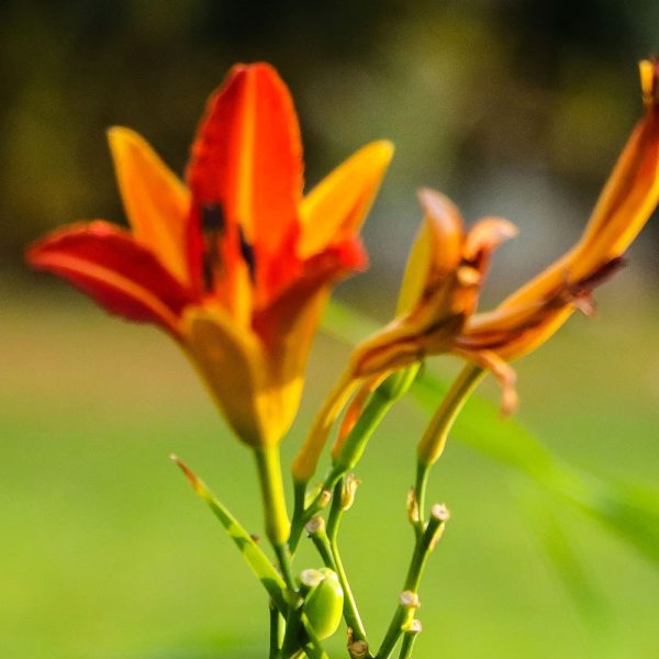 Hemerocallis fulva (Daylily Orange)