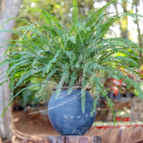 Ladder Fern  - Nephrolepis exaltata - Image 2