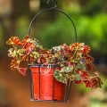 Begonia Bowerae - Image 2