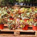 Begonia Bowerae - Image 3