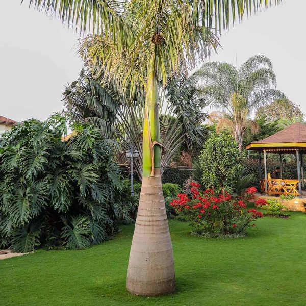 Roystonea Regia (Royal Bottle palm)