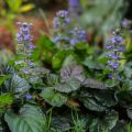 Ajuga reptans - Bugle (spincha)