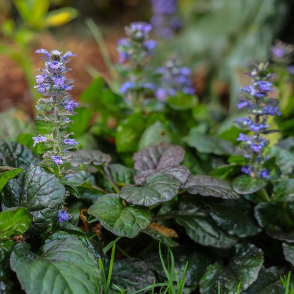 Ajuga reptans - Bugle (spincha)