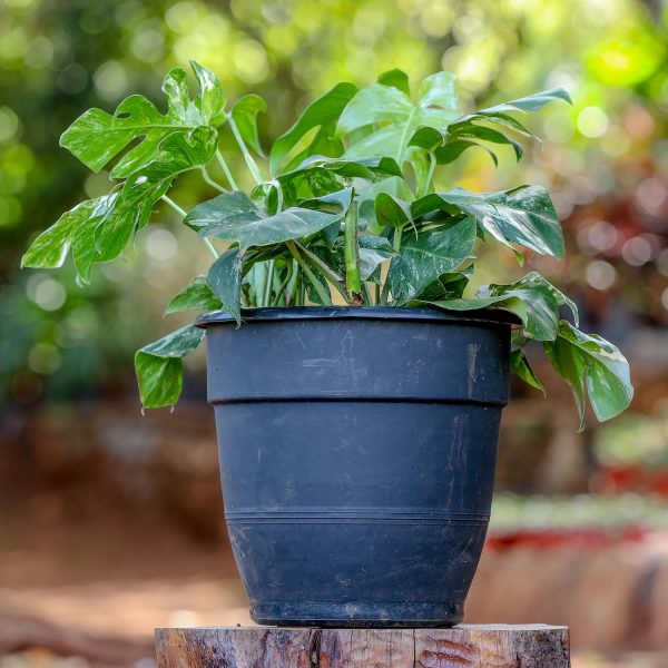 Potted - Monstera Albo Variegata