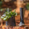 Ajuga reptans - Bugle (spincha) - Image 2