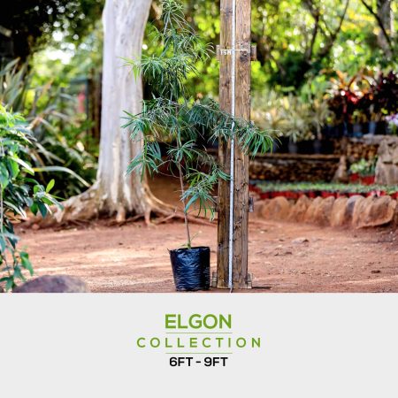 4-3 elgon-min