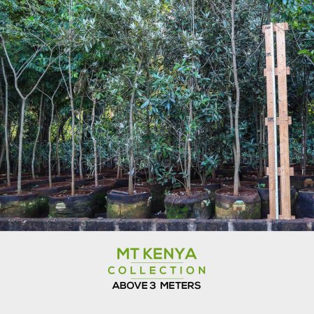 4-4 Mt kenya-min