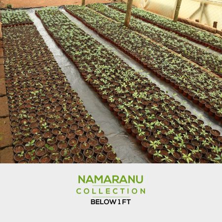 4-5 namaranu-min